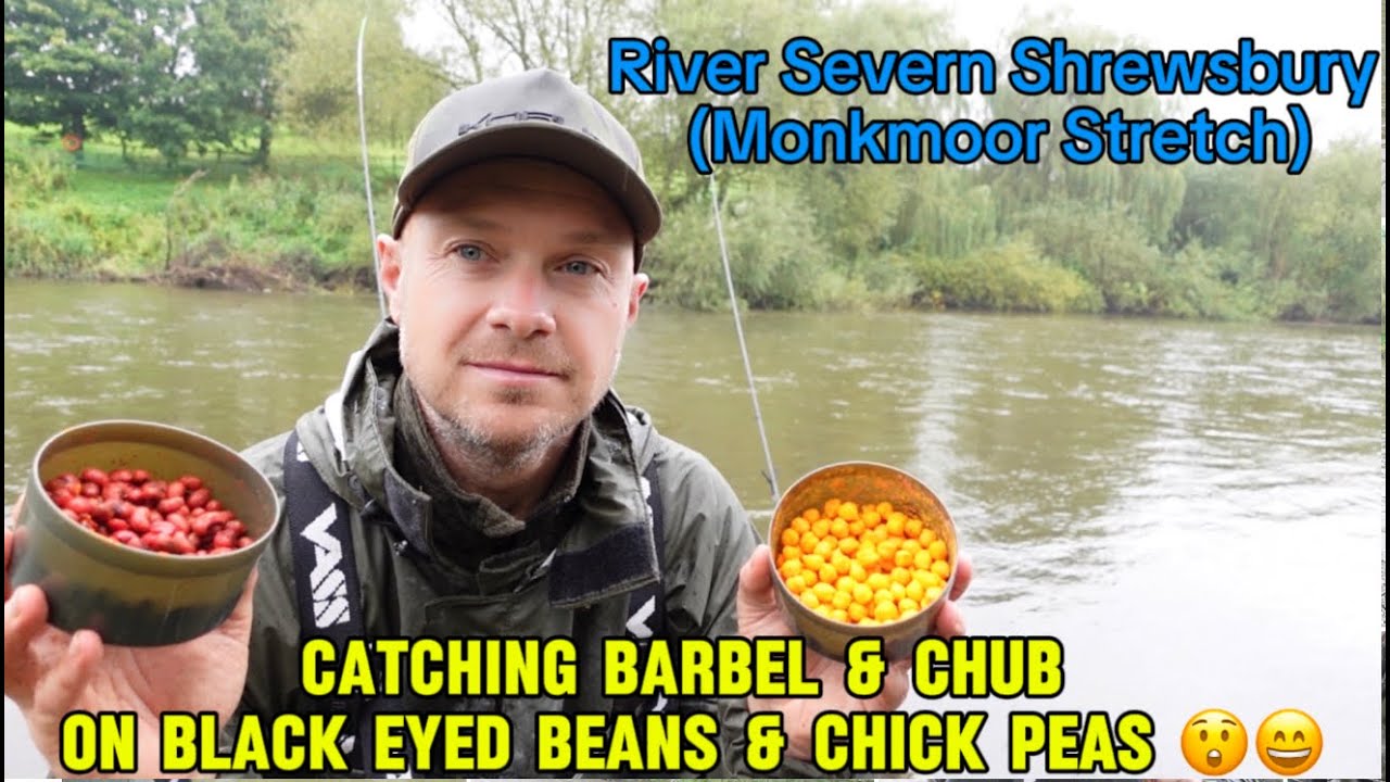 Catching Barbel & Chub on Black Eyed Peas & Chick Peas (Shrewsbury Monkmoor - River Severn) 😲😉