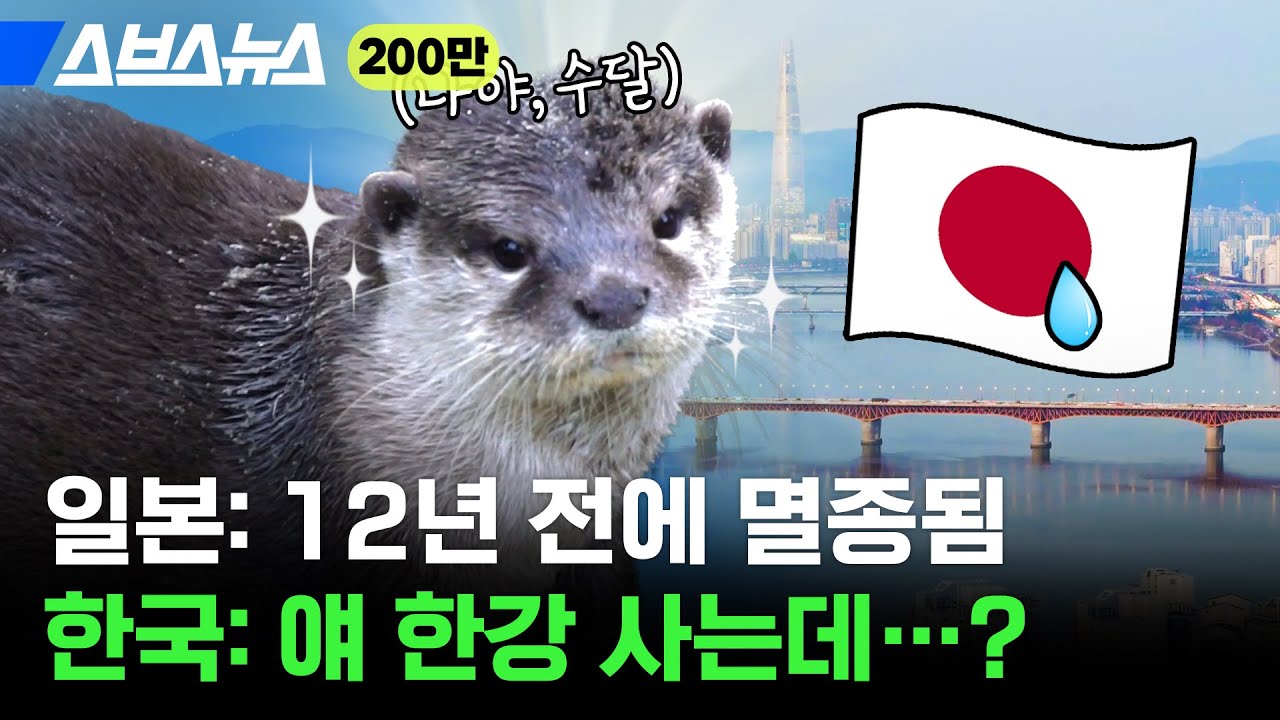 대한민국 수도 서울이 야생동물의 낙원 된 근황 / 스브스뉴스