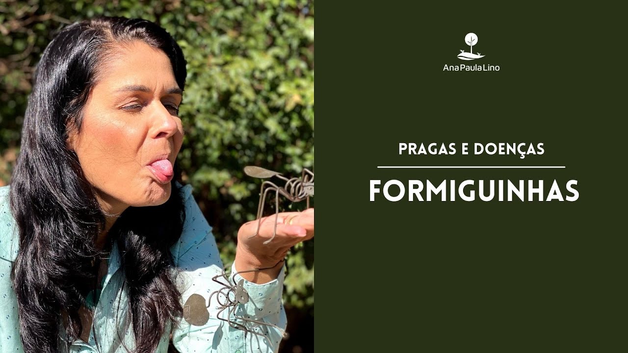 PRAGAS E DOEN&Ccedil;AS:  O que fazer para  controlar formiguinhas nas plantas?