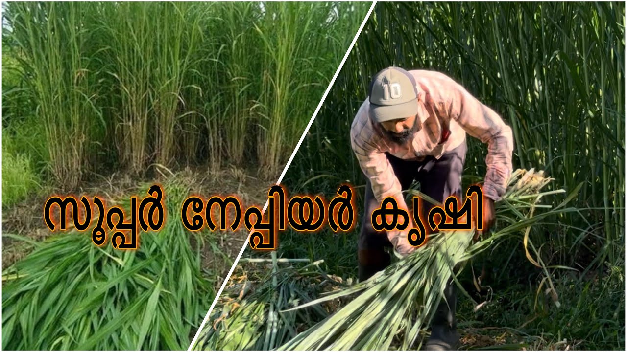 ഒരു മാസം കൊണ്ട് തന്നെ വീണ്ടും പുല്ല് ആയി കിട്ടും 👍