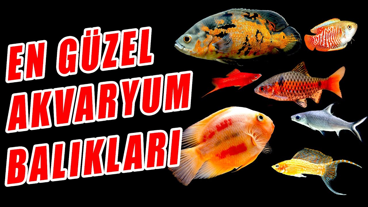EN GÜZEL AKVARYUM BALIKLARI