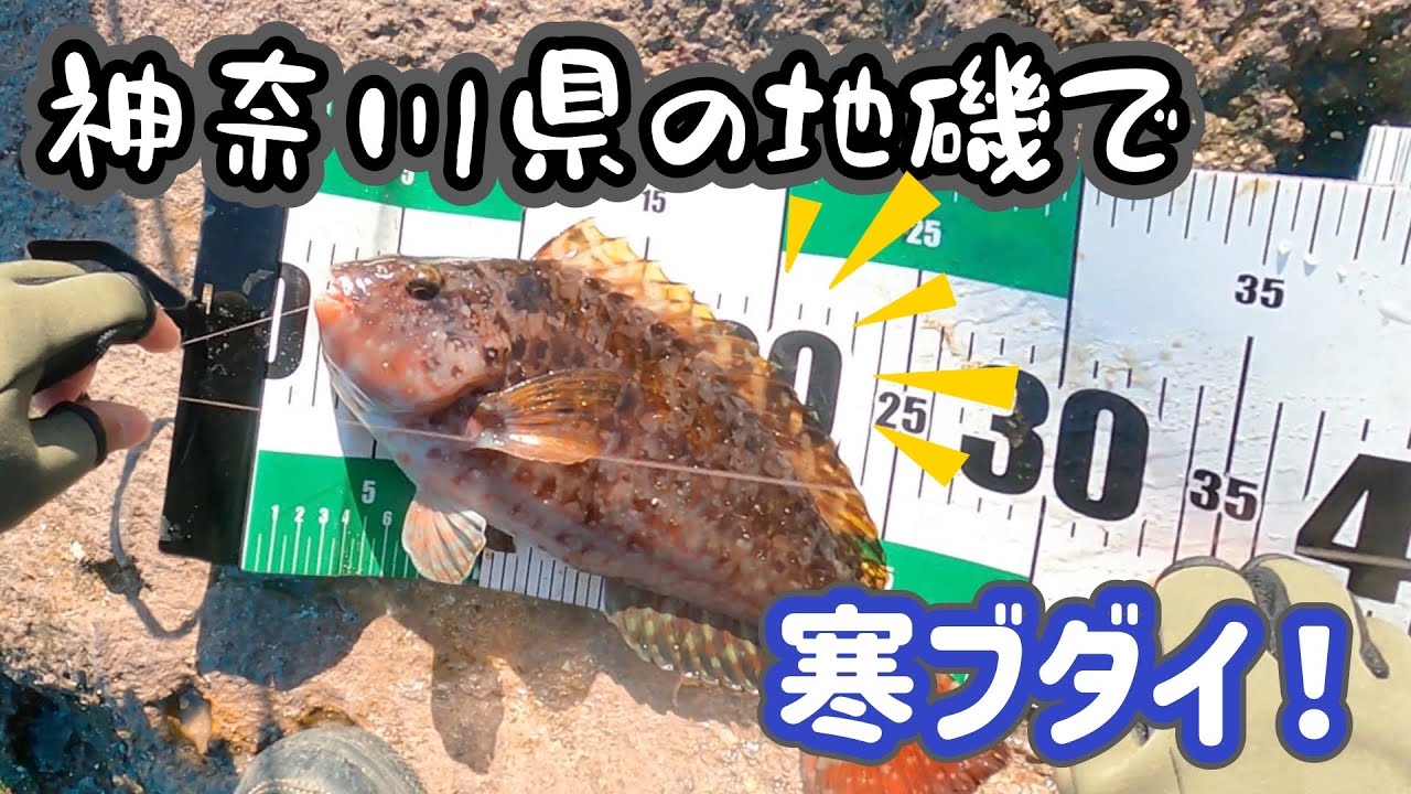 神奈川県の地磯で美味しい魚を狙う！
