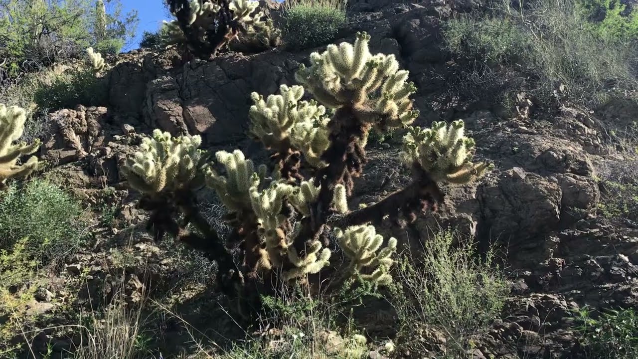 Cactus All Over Her Body! Ouch!