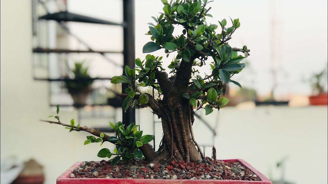 How to make Ficus Microcarpa or Chinese Banyan Bonsai