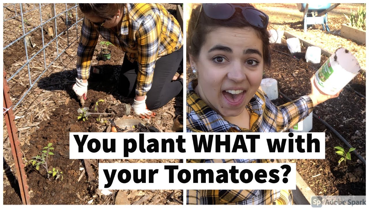 Planting Tomatoes and Peppers with Two Secret Ingredients to Ensure a GREAT Harvest