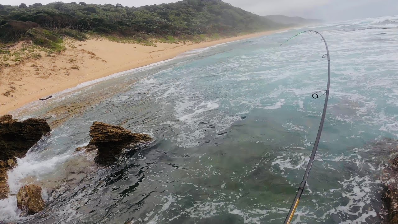 SHAD WAS THICK. Fishing the south coast. Durban KZN