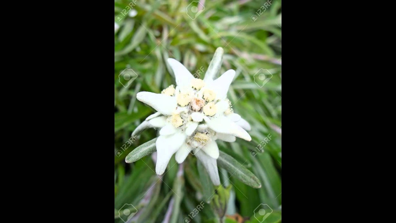 ЭДЕЛЬВЕЙС  (LEONTOPODIUM)  сем. Сложноцветные