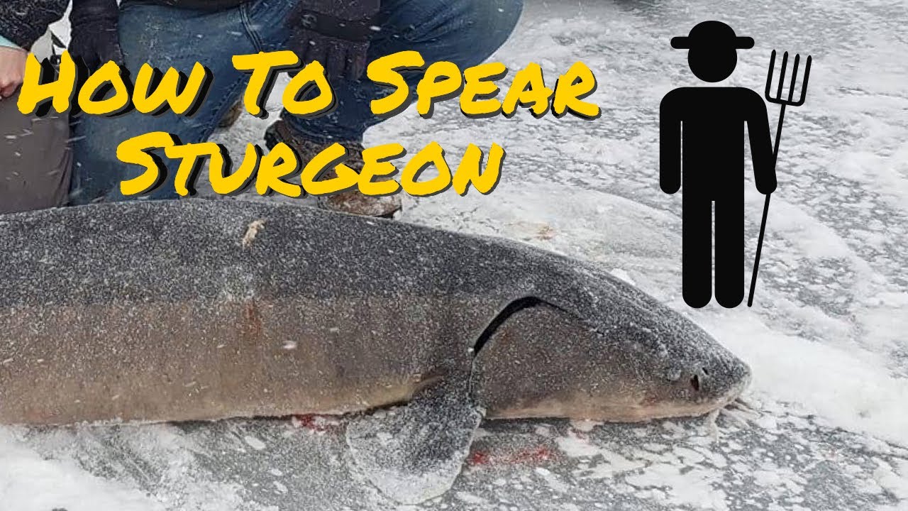 How To Spear Sturgeon, Sturgeon Spearing Lake Winnebago