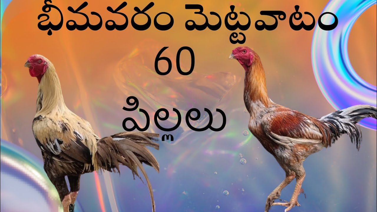 60 పిల్లలు మెట్టవాటం #96665 78878