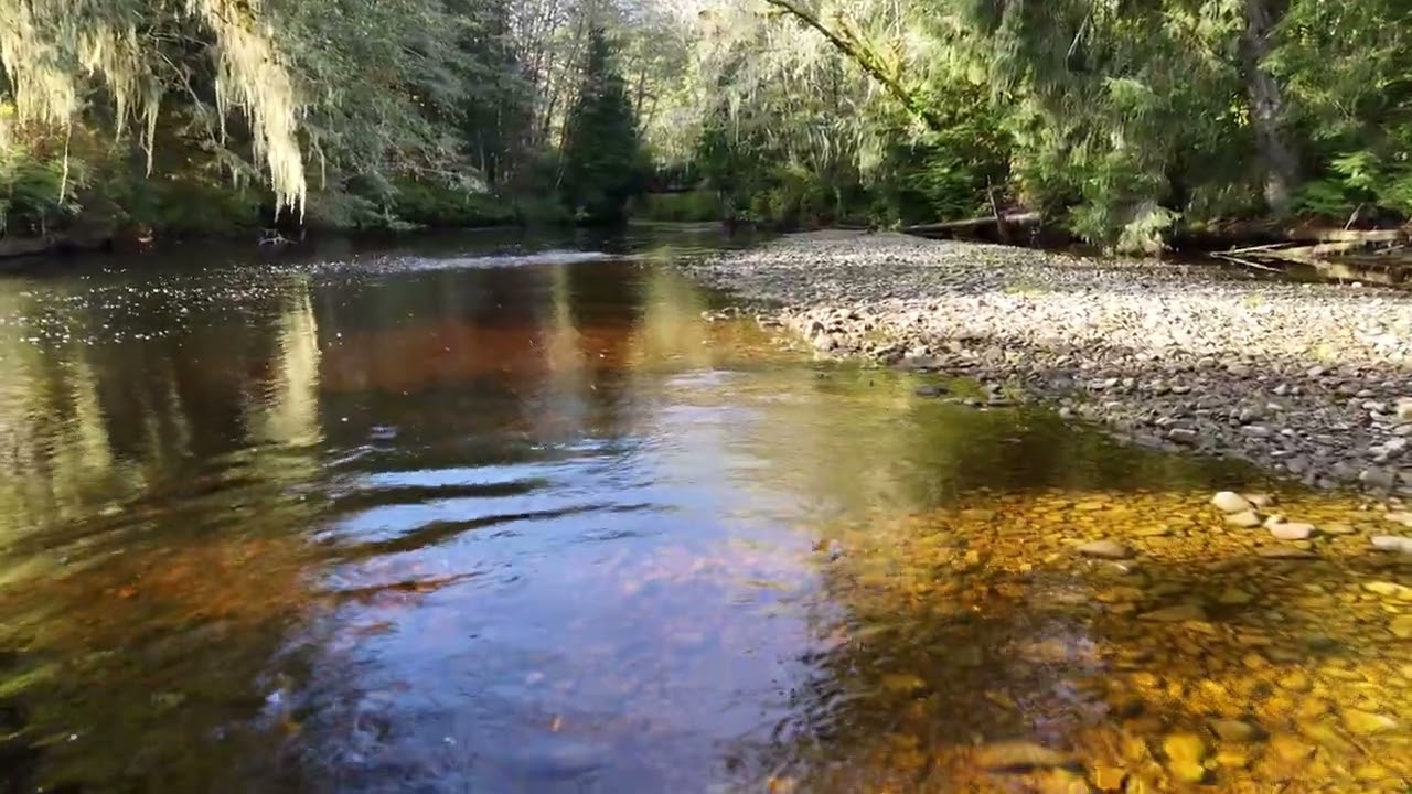 Searchin for Salmon on the Quatsi