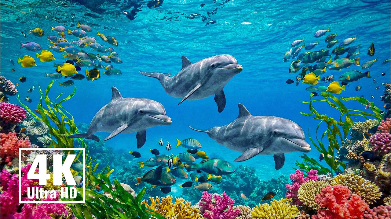 Морская жизнь 4K ULTRA HD 🐠 Красивые тропические рыбы и коралловый риф