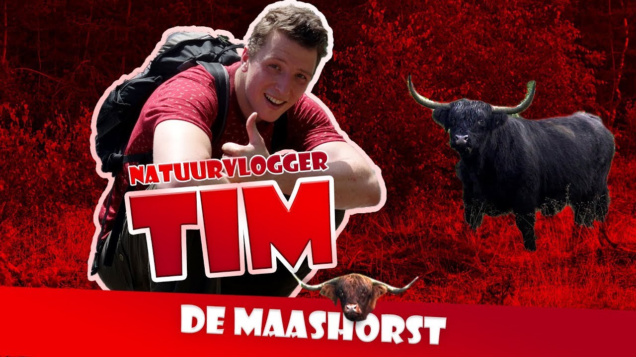 Discussie over grote grazers en wandelaars in natuurgebied de Maashorst - Tims natuurvlog 02