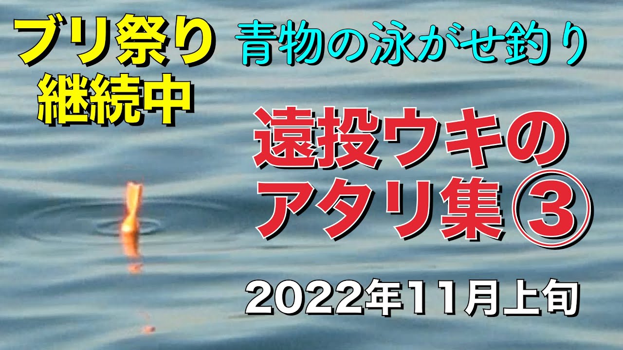 青物好調でブリ祭り継続中！泳がせ釣りで青物が見せる豪快なアタリ③2022年11月上旬