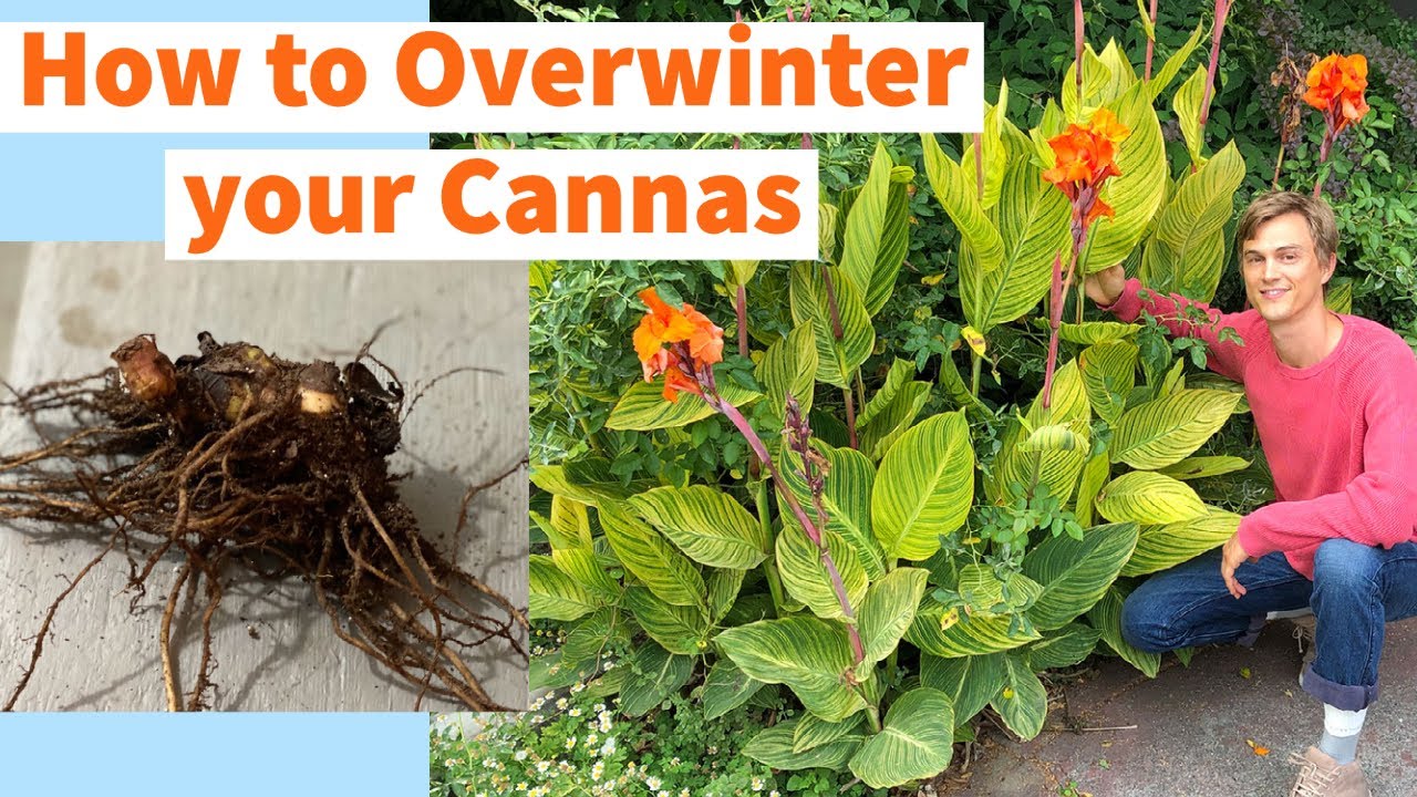 CANNA LILY Overwintering - How to Store Bulbs (Rhizomes) over Winter