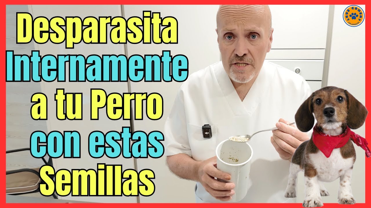 🐶 ¿COMO DESPARASITAR A UN PERRO INTERNAMENTE CON PIPAS DE CALABAZA? 🐶