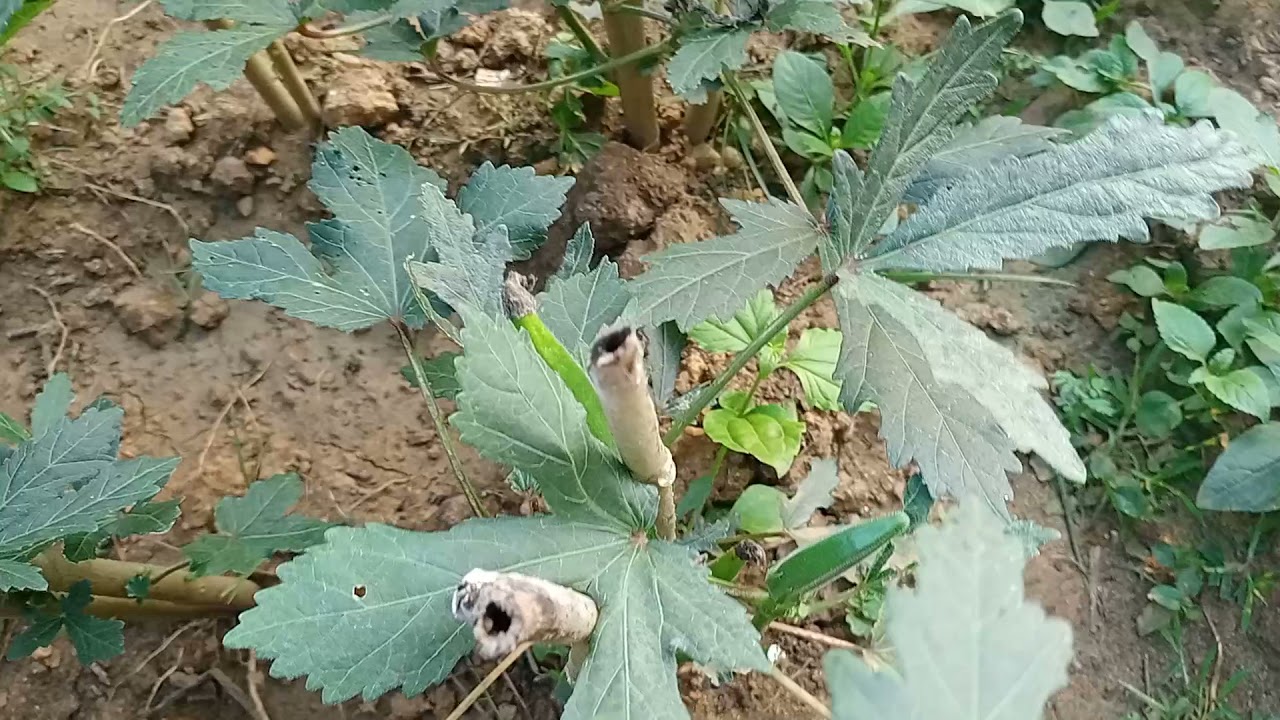 Bhindi farming in winter season