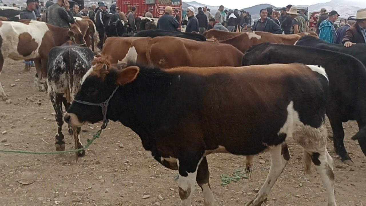 البلدي من سوق الاحد تطوان 🐄🐃🦬🐂||28/09/2025||0667128425🔥❤️🇲🇦