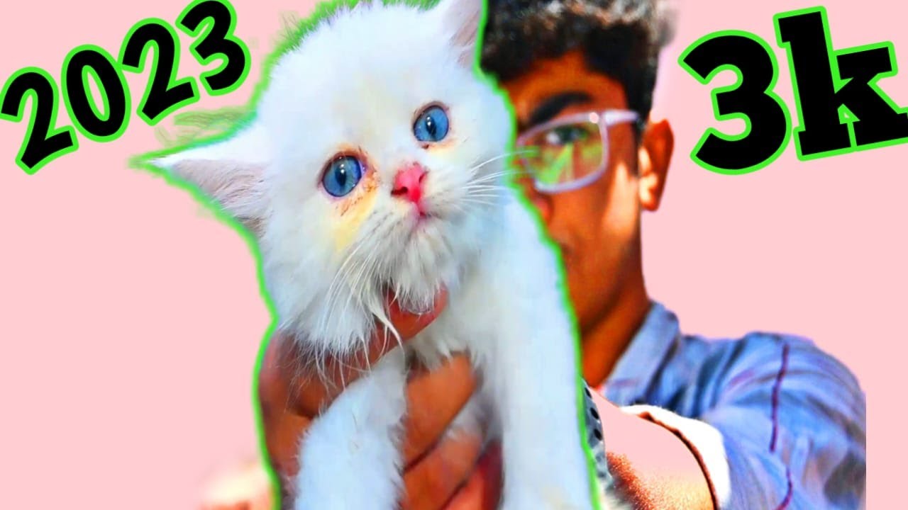 Classic persian cat | doll face cat