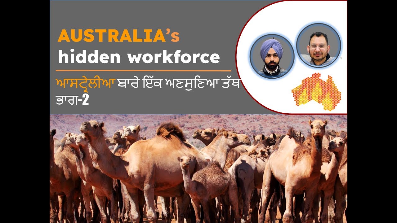 Camel Power: The Surprising Role Of Camels In The Australian Economy | Punjabi.