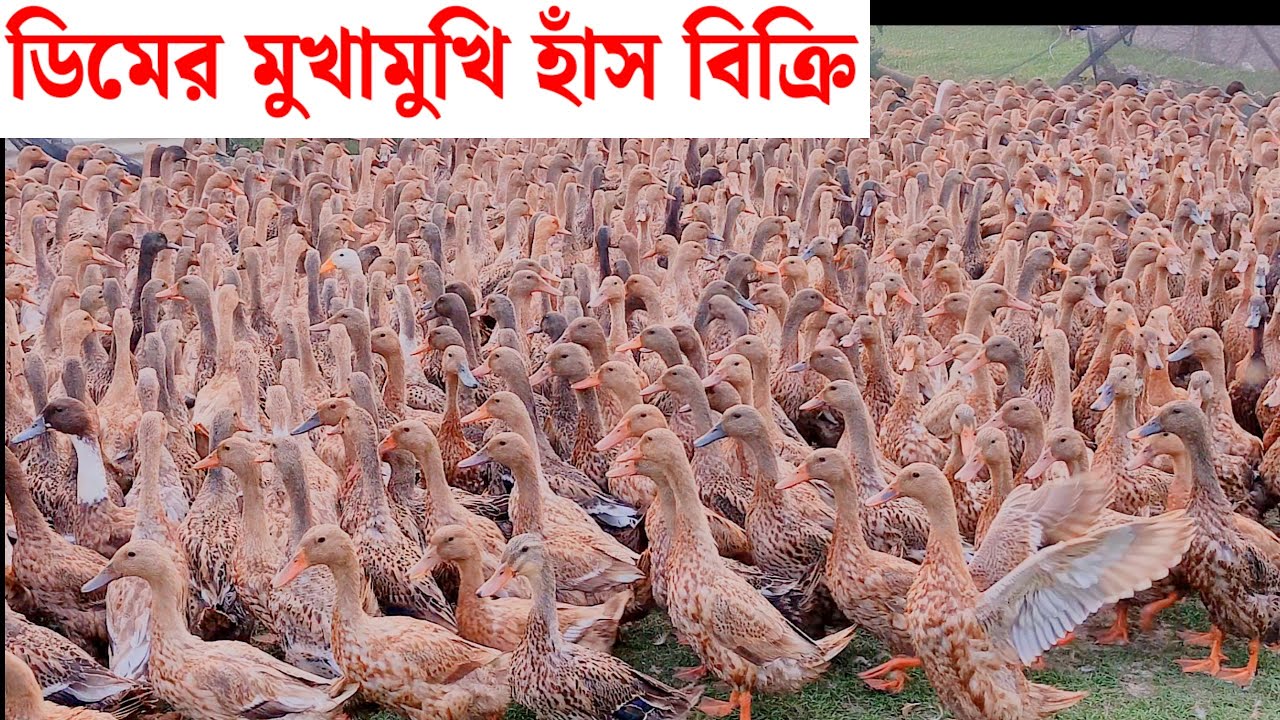 ডিমের মুখামুখি হাঁস বিক্রি এবং নতুন ডিমে আসার হাঁস বিক্রি।বারাকাহ্ হাঁসের খামার।Duck farming