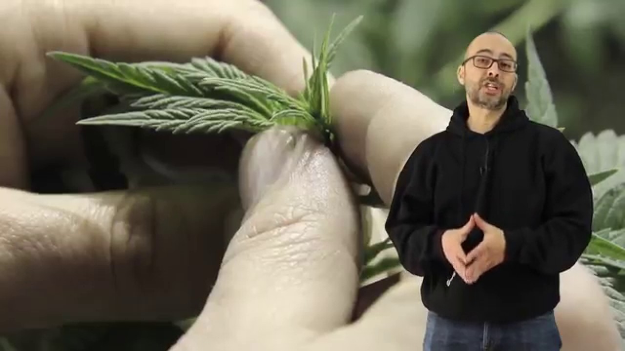 5 T&Eacute;CNICAS de PODA de MARIHUANA: esquejes de SATIVA interior: apical, FIM, pizzicato, LST, cropping