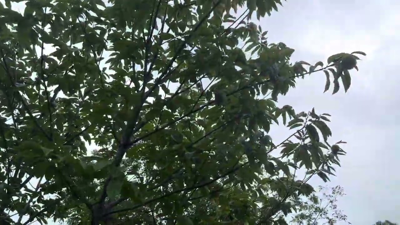 Dunstan Chestnuts are starting to fall - 9\6\2025