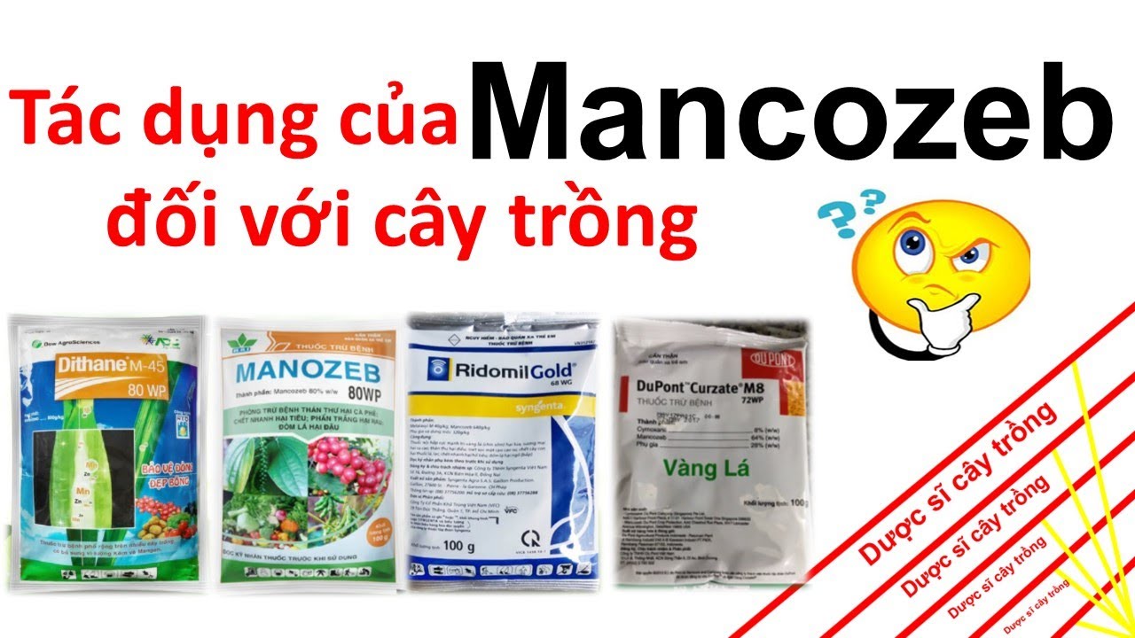 Bạn có biết hoạt chất Mancozeb tác dụng thế nào? | Syngenta | ADC | Corteva | thuốc trừ bệnh