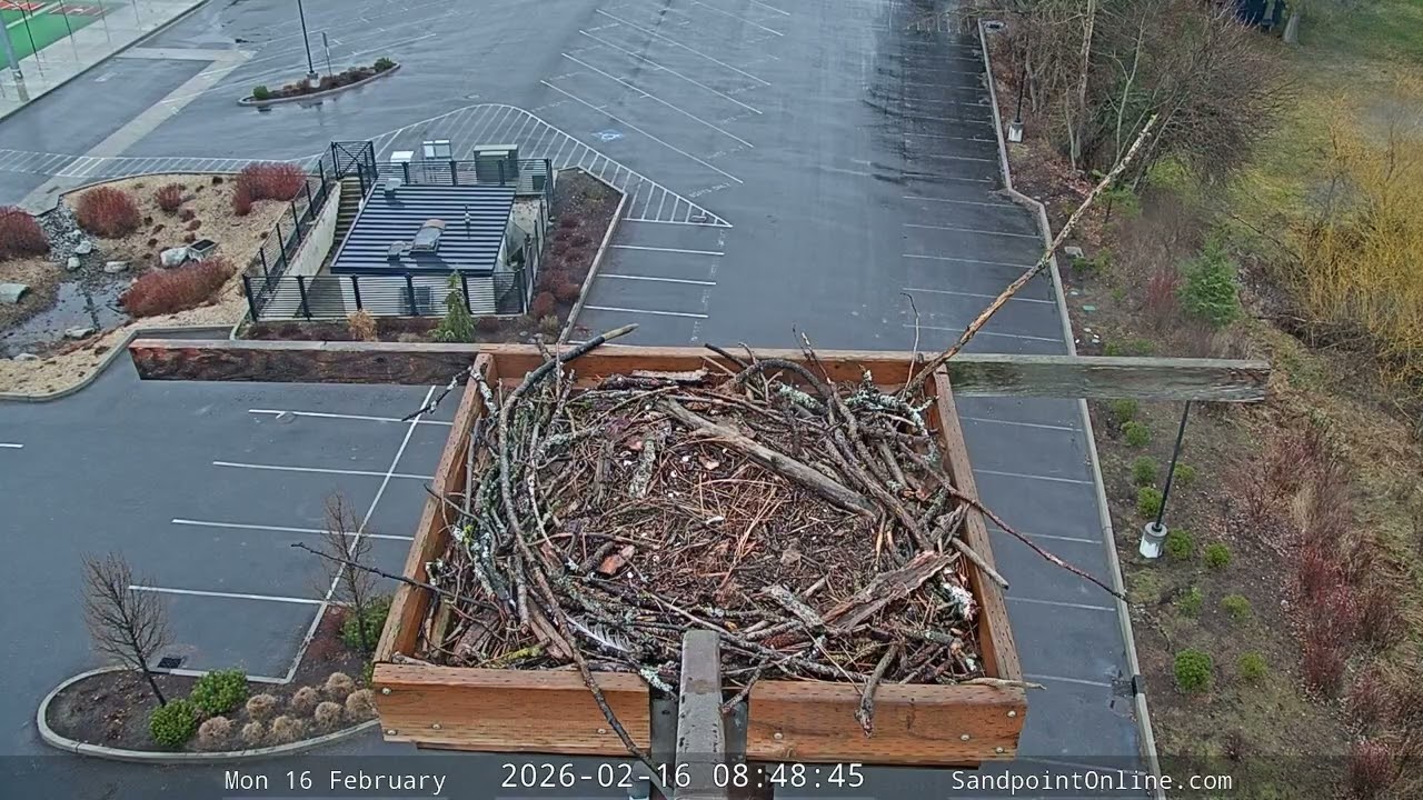 2026-02-16 Sandpoint Online - Osprey Nest Time-lapse