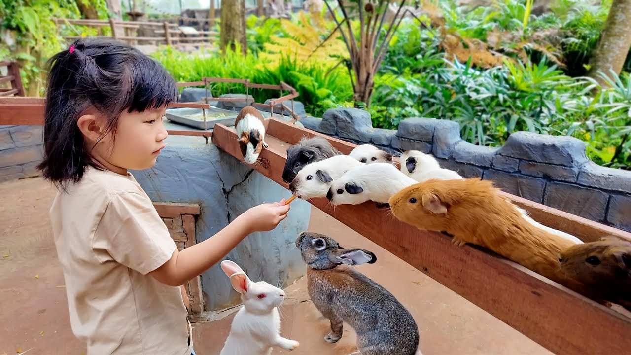 Kasih Makan Marmut, Kelinci Lucu Banget - Mengenal Binatang untuk Anak