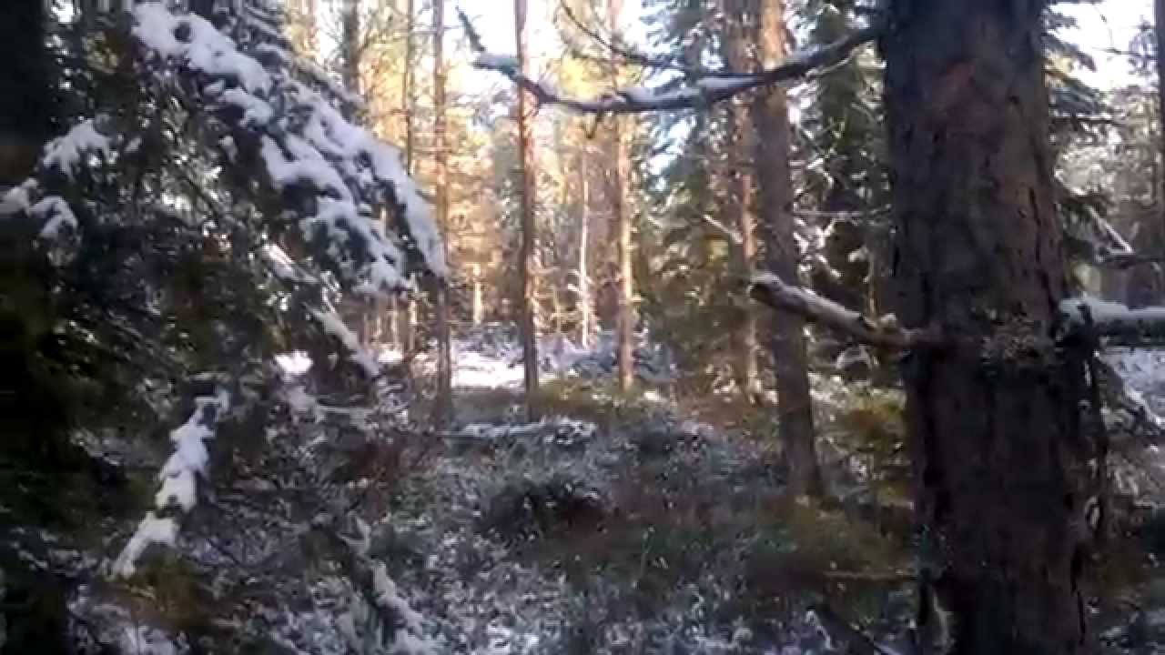 Jämpti haukkuu karhua puuhun