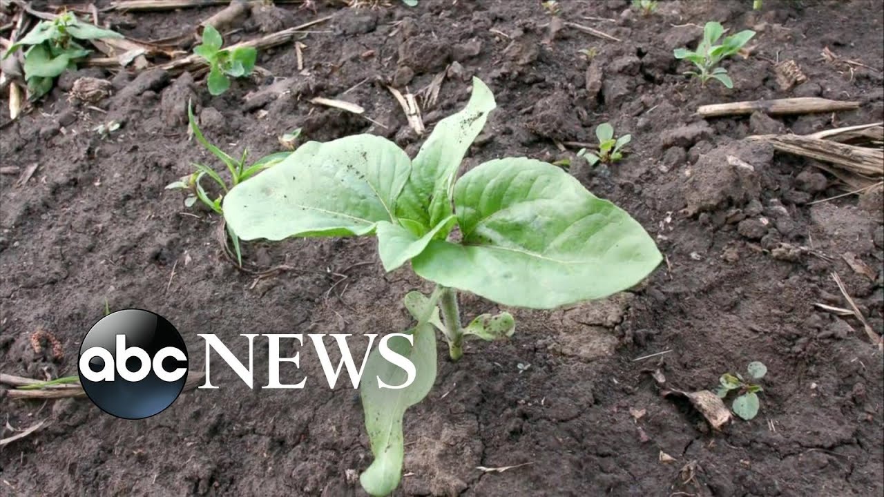 Продовольственный кризис становится следующим фронтом войны на Украине | ABCNL