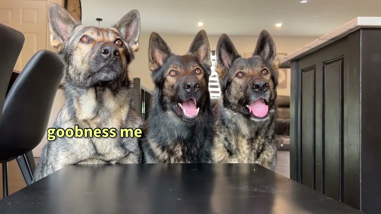 Spy Cam: Will My Dogs Steal Steak?