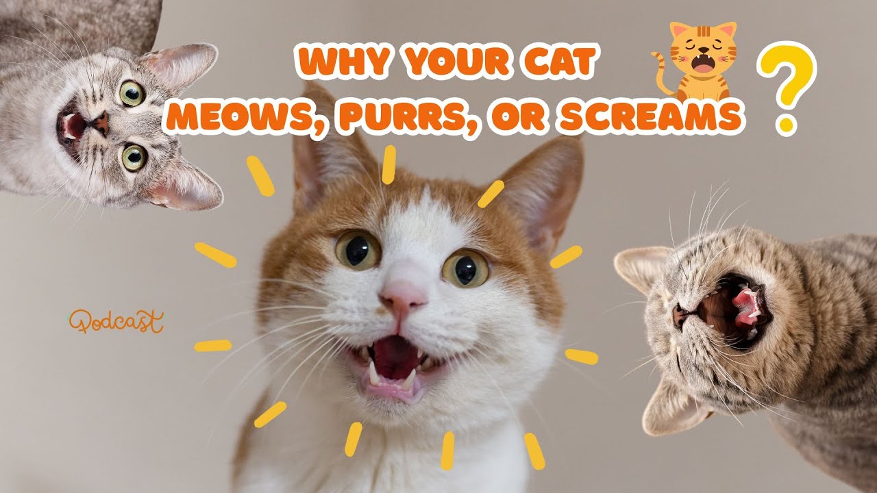 🐱Cat Talk, Decoded:Why Your Cat Meows, Purrs, or Screams