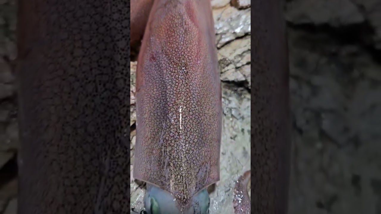 Eging desde orilla pesca de 2 Calamares