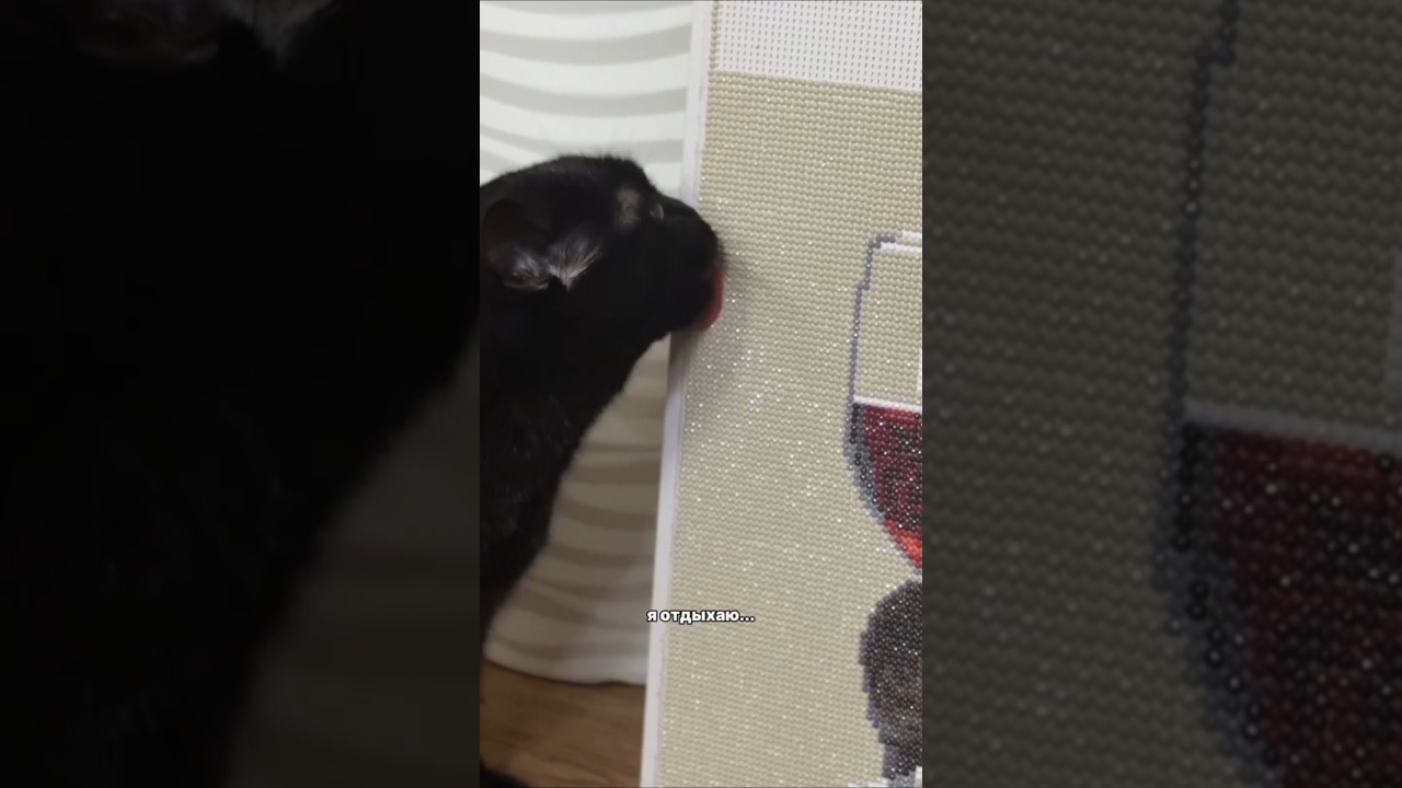 А чем Вы занимаетесь? #mistimeow #cat #забавныеживотные #cats #shorts #funny
