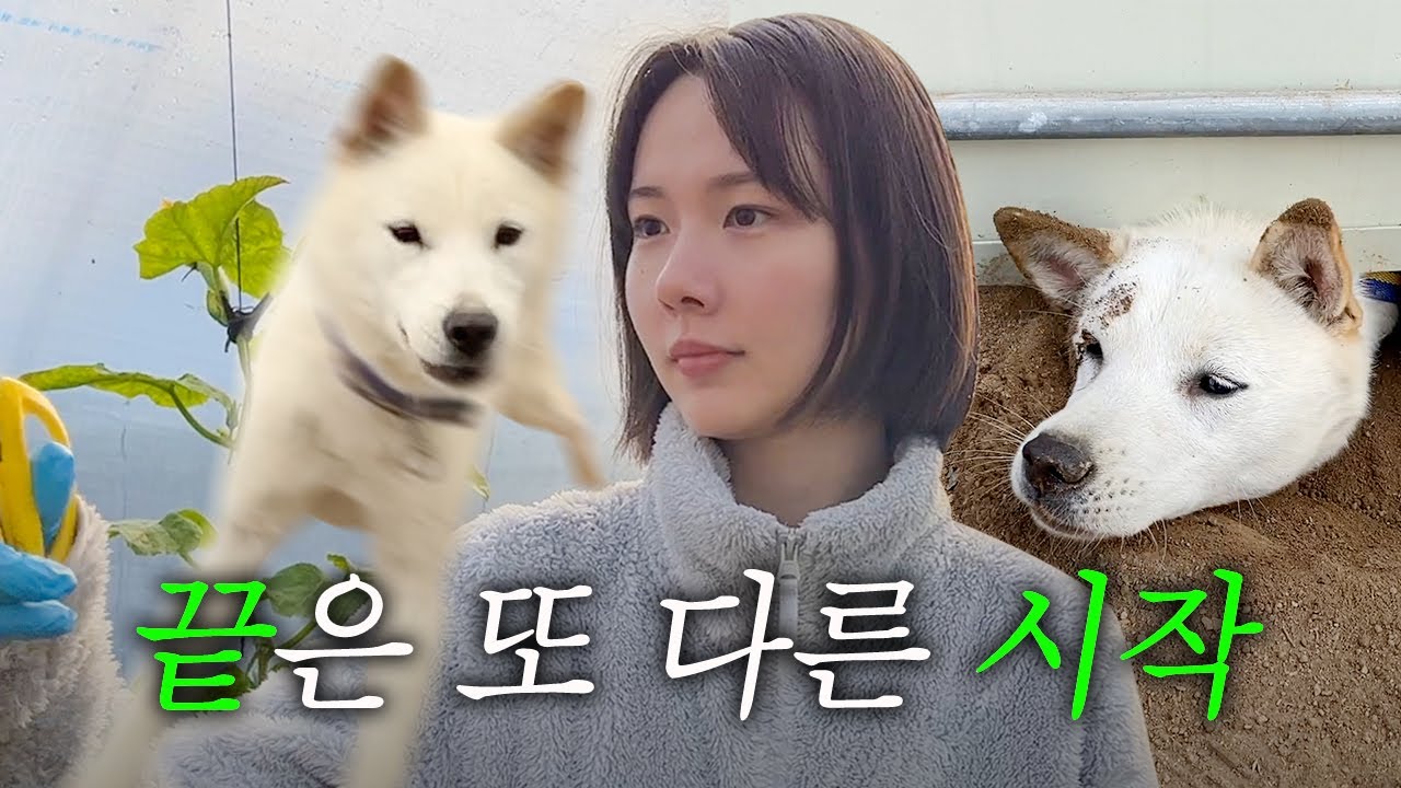 애호박 농사 끝, 본격 시골 강아지 육아 시작...