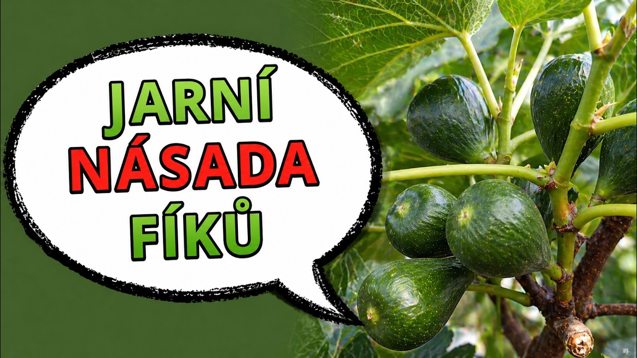 Chceš pěstovat FÍKY? 🍈 PODÍVEJ SE, jak na to ve skleníku! Je 16.3. fíky už mají nasazené malé plody.