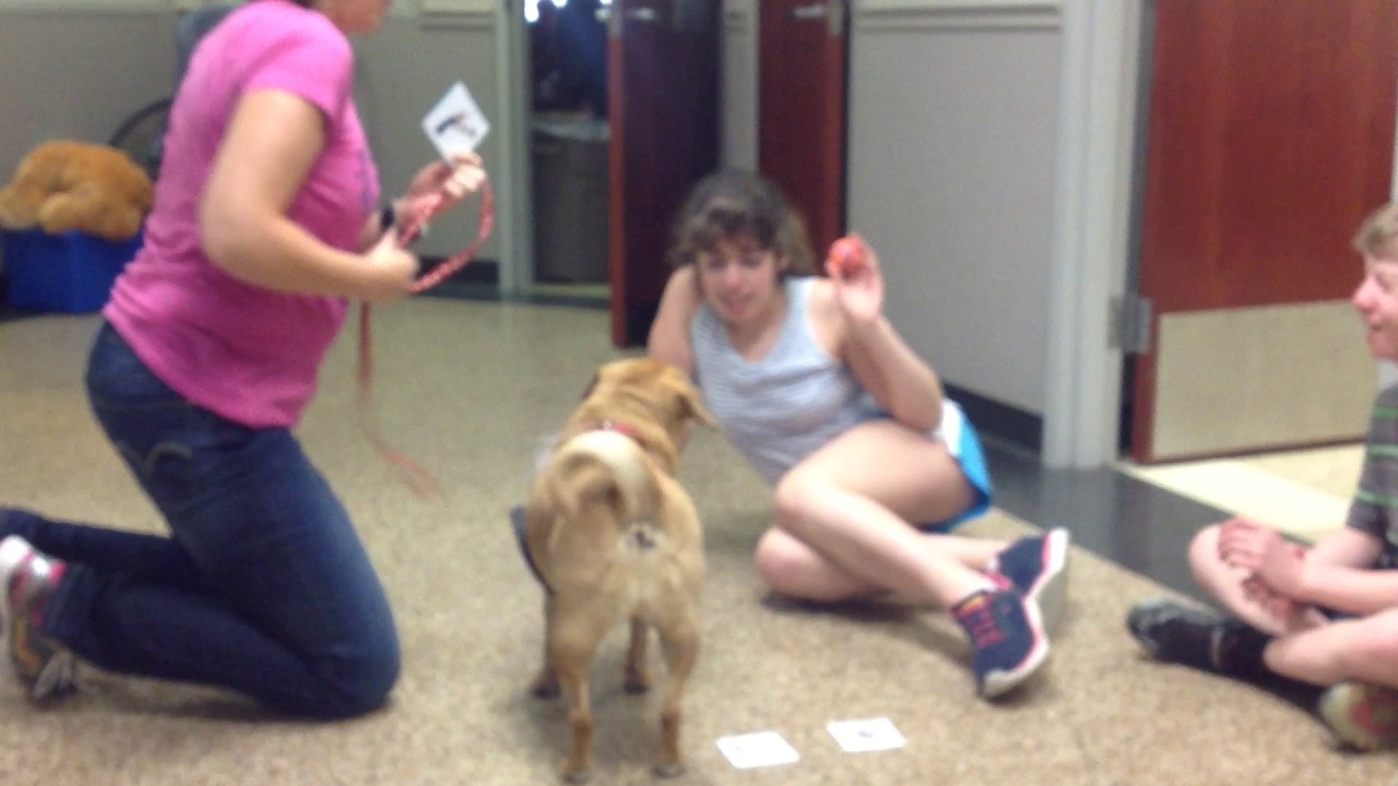 Dog Therapy at Alpha School