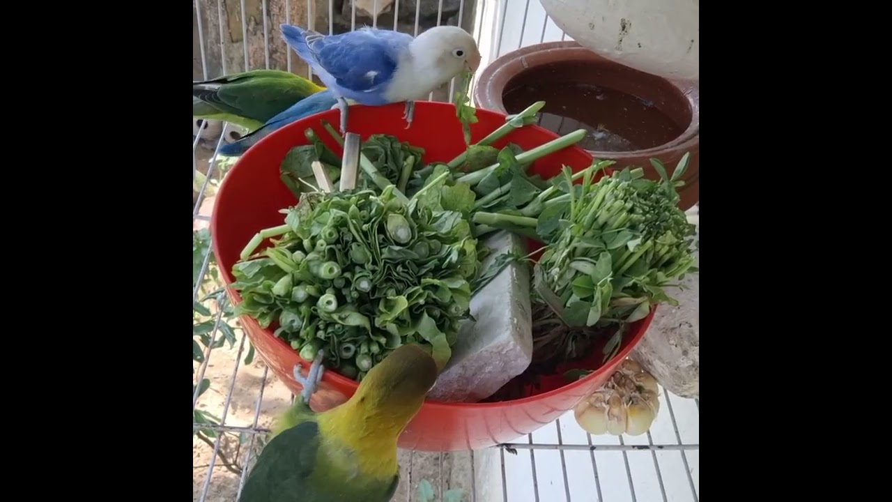 birds feel happiness from vegetables  #birds 