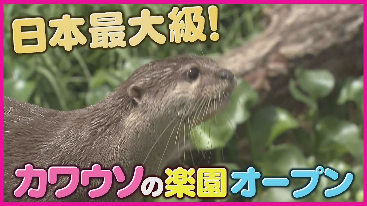 日本最大級！「コツメカワウソ」の楽園がオープン　楽園づくりの仕掛け人に密着　神戸どうぶつ王国