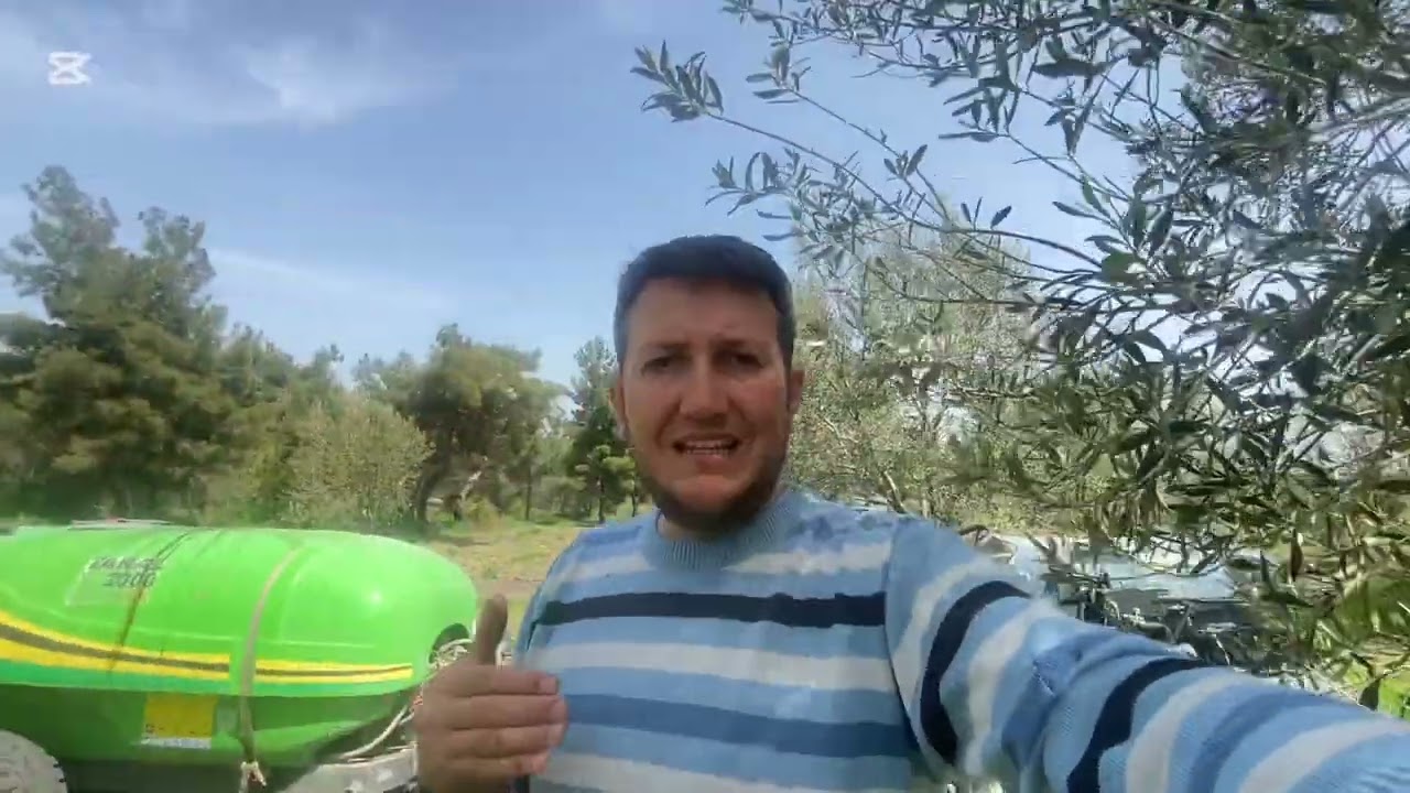 Nisan Ayı Zeytin Bakımı , Topraktan Ne Uygulanır? Yanlış Gübre Uygulamaları.  #zeytin #gübre #budama