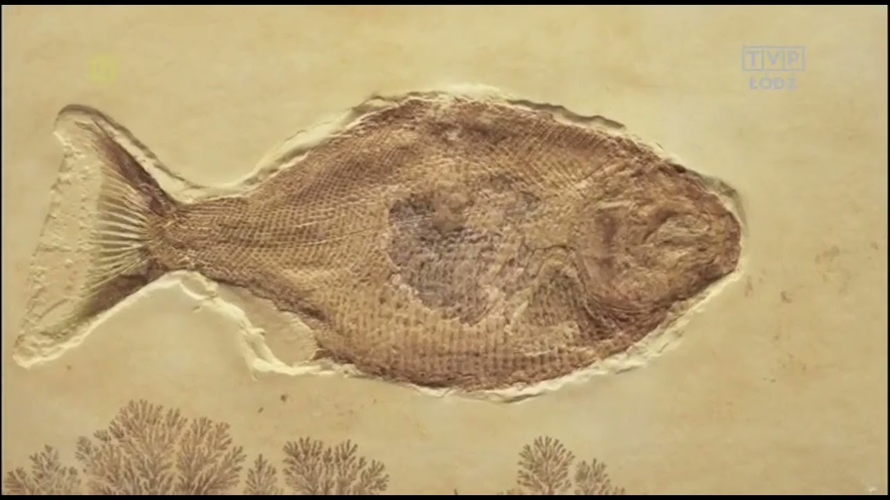 Walka o rope ^ Dokument ^ 2011 ^ TVP ^  PL720p