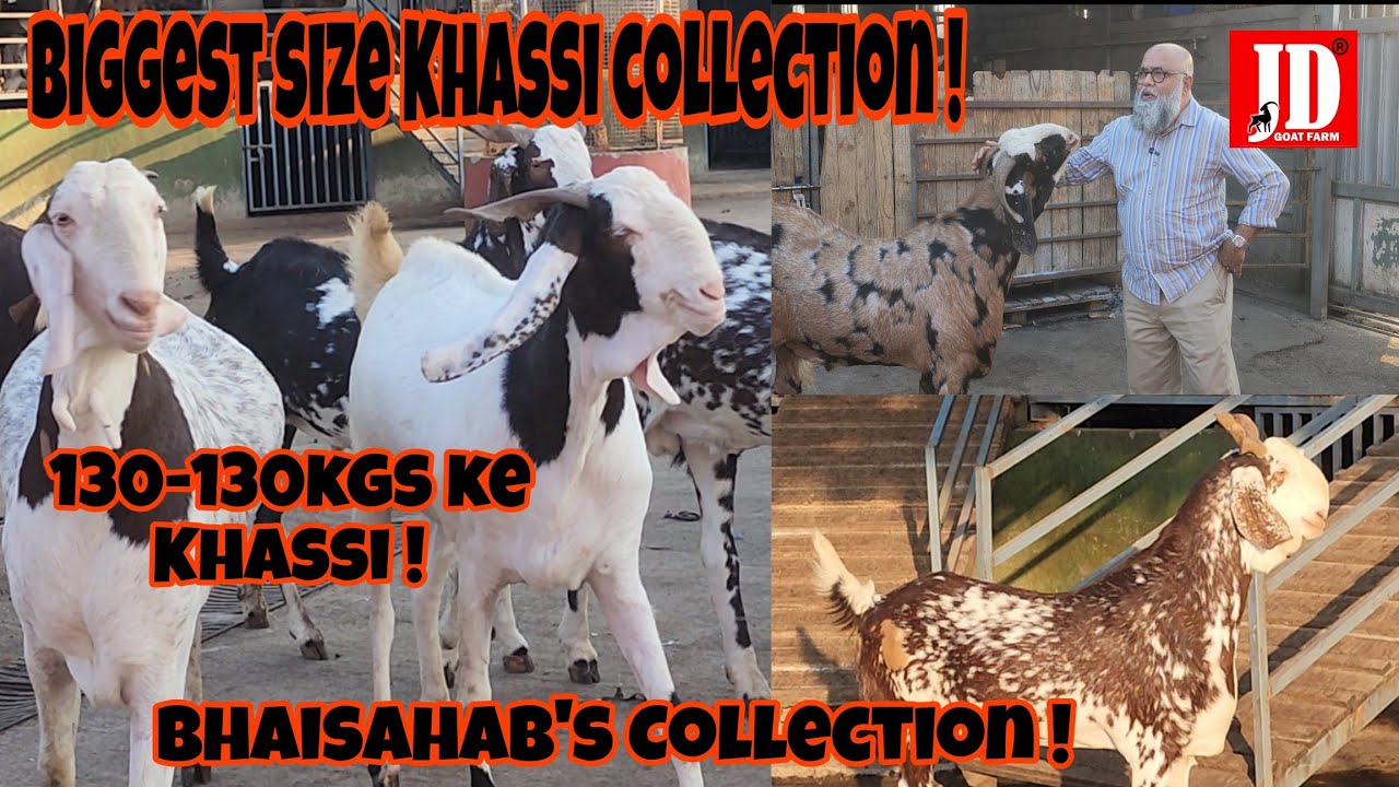 Bhai Sahab's Huge Size Khassi Collection | JD Goat Farm