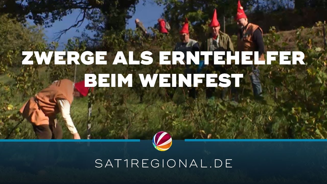 Weinlese in Hitzacker: Zwerge als Erntehelfer beim traditionellen Weinfest