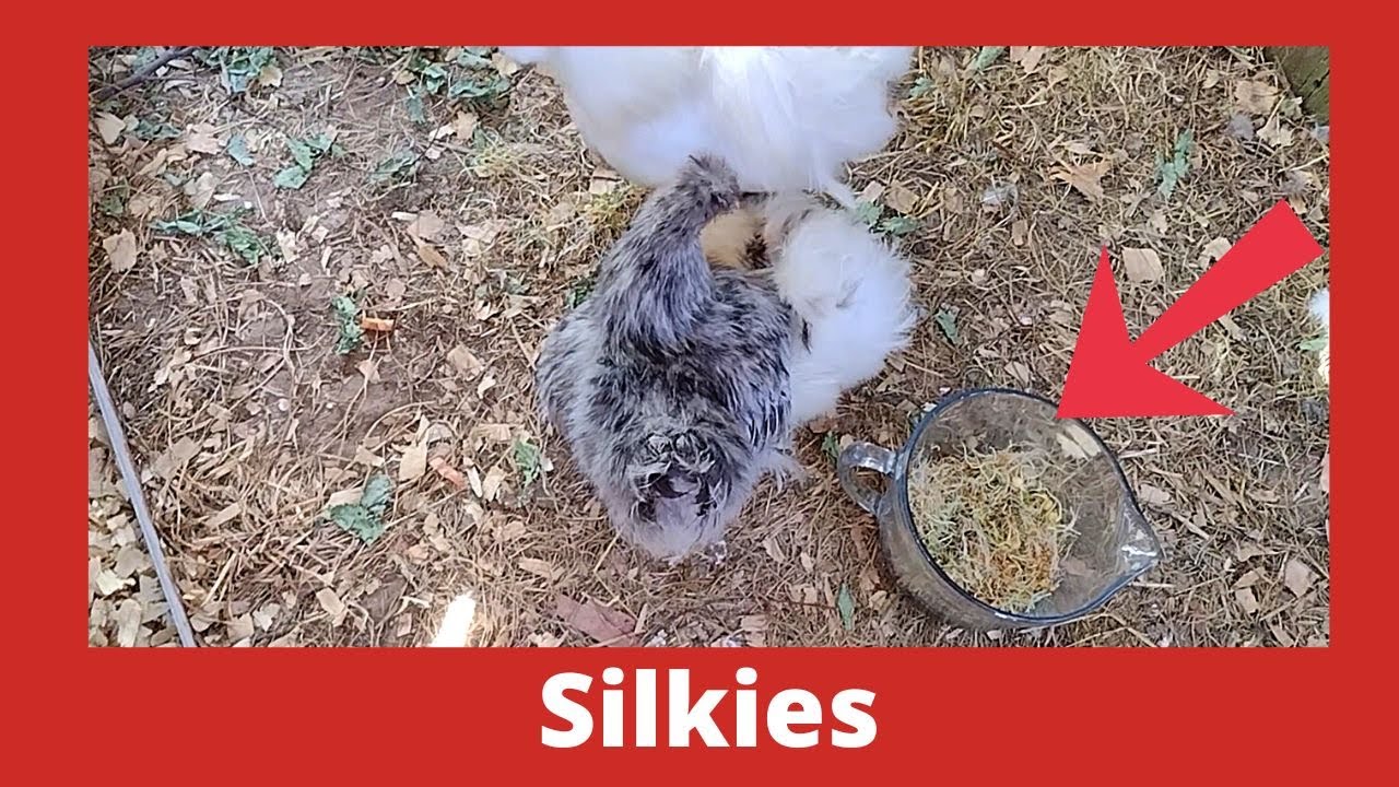 Feeding Chickens Sprouts Adults