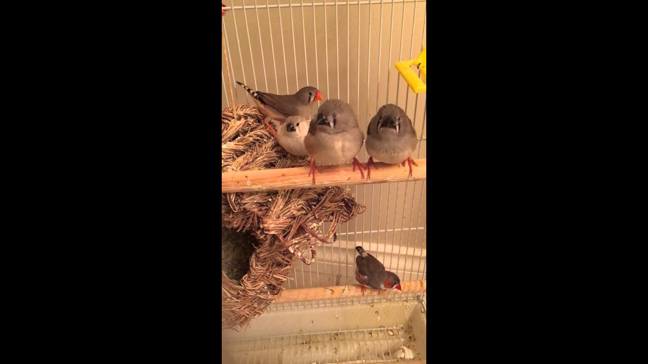 Baby finches are hungry...