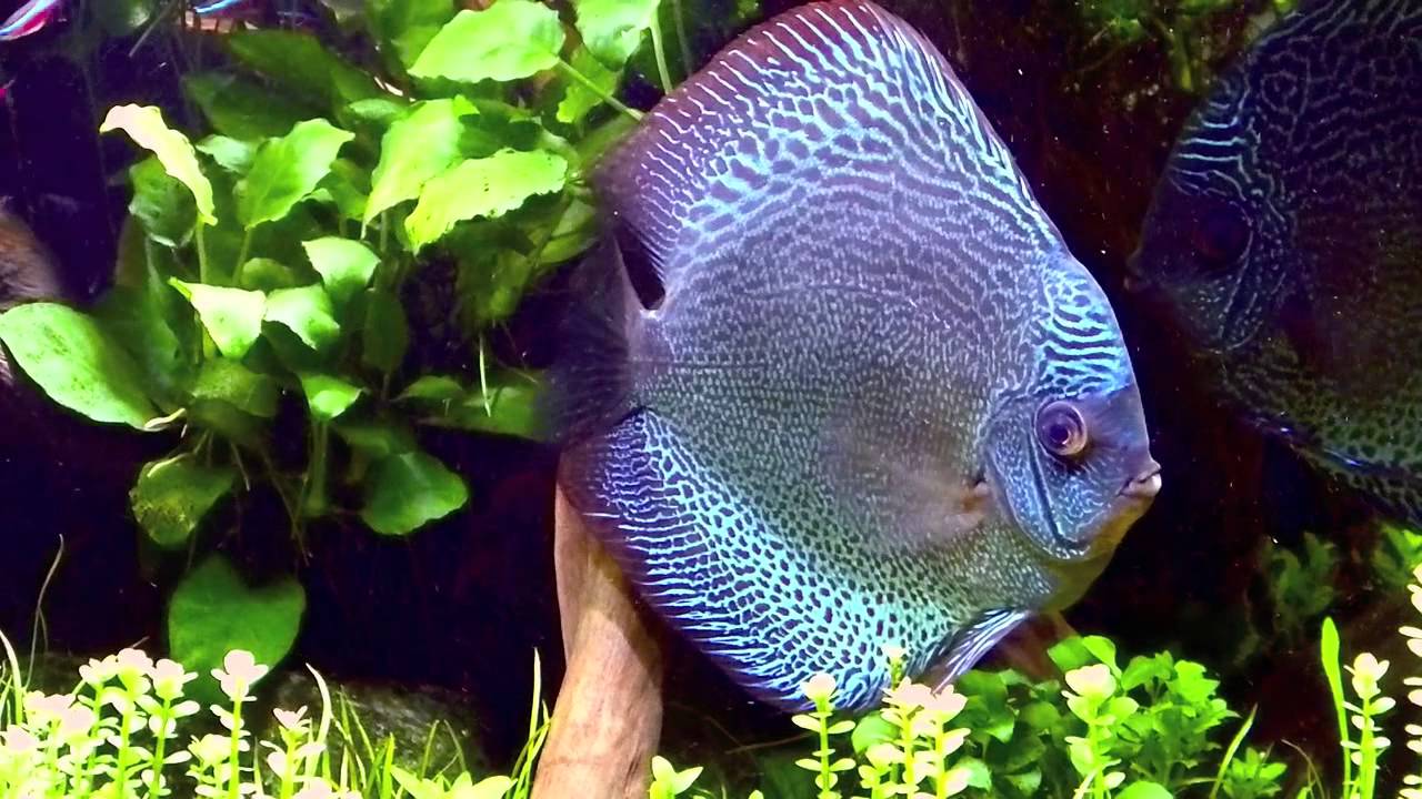 Teil 2: Diskus Aquascape 