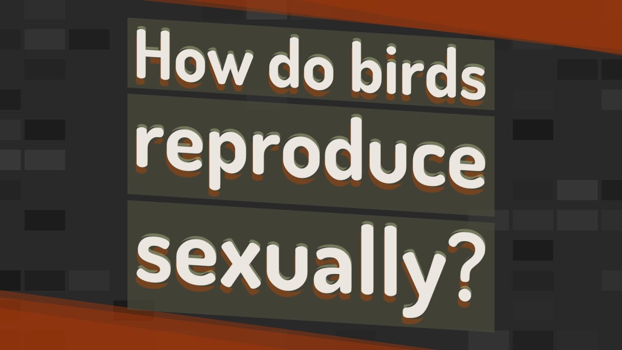 How do birds reproduce sexually?