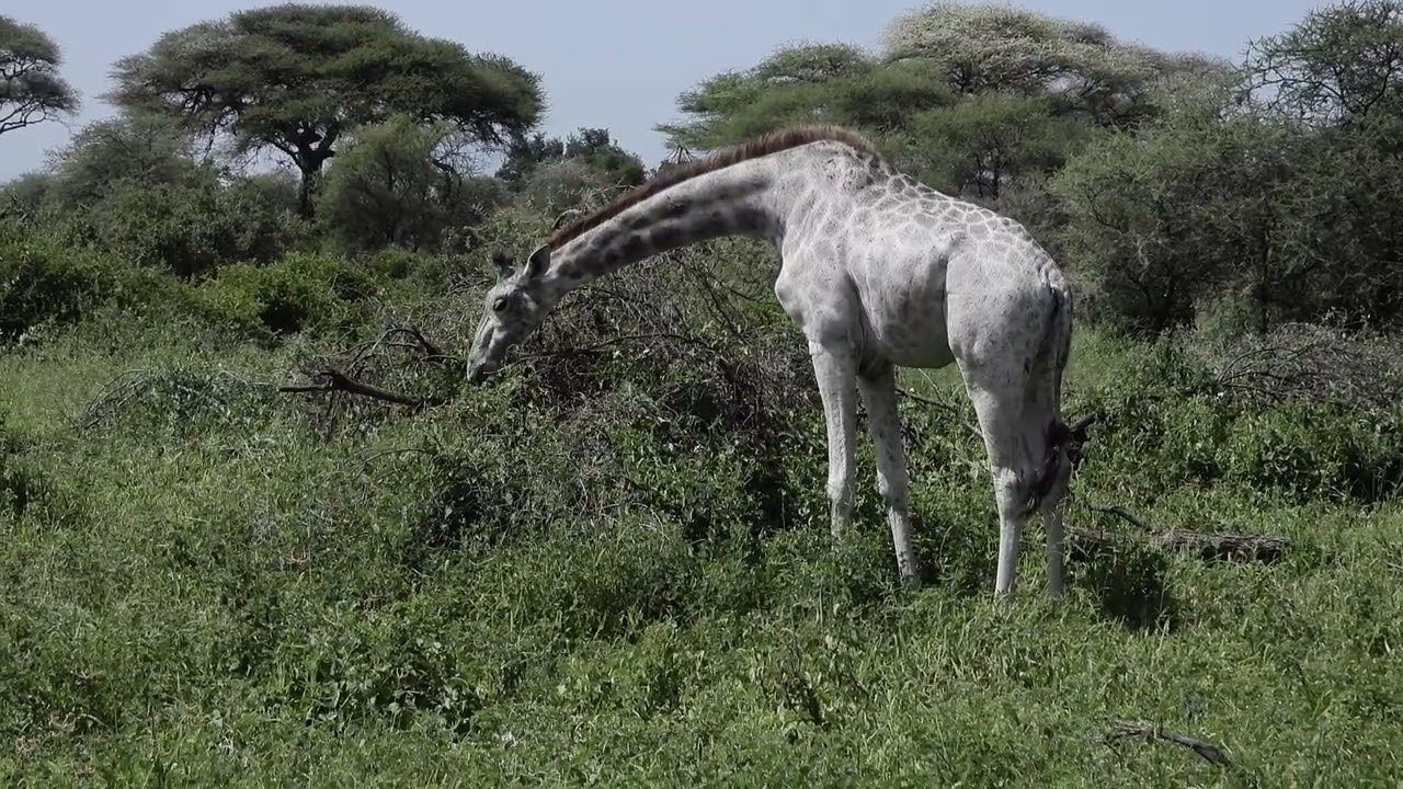 Albino Giraffe