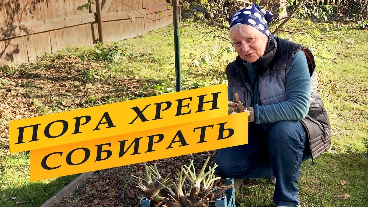 Собираю урожай хрена. Рецепт приготовления хрена.